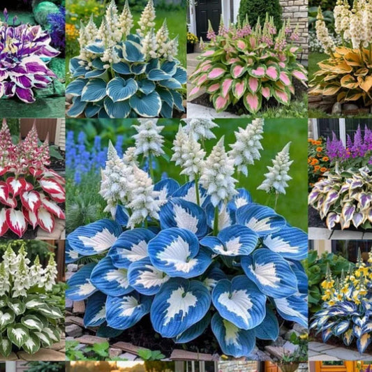 Hosta Flowers Seeds - Shade-Tolerant and Cold-Hardy
